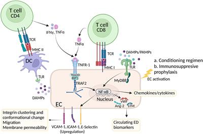 Role of endothelial cells in graft-versus-host disease